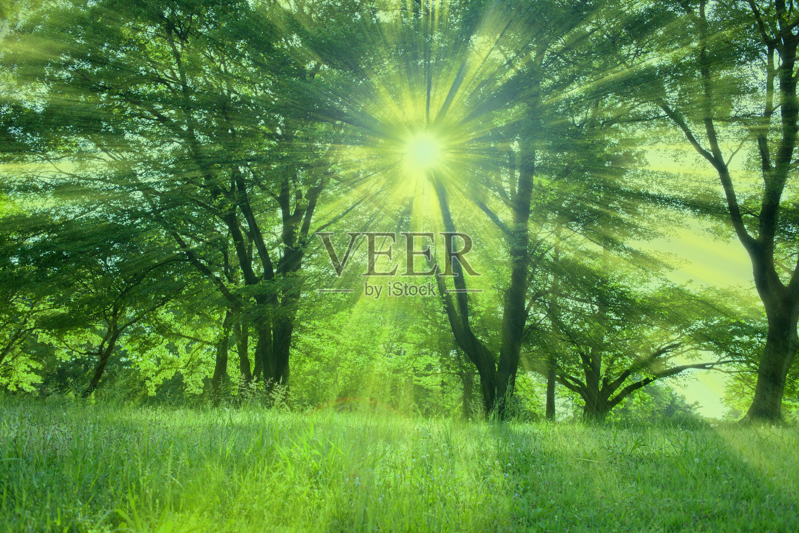 森林阳光照片摄影图片