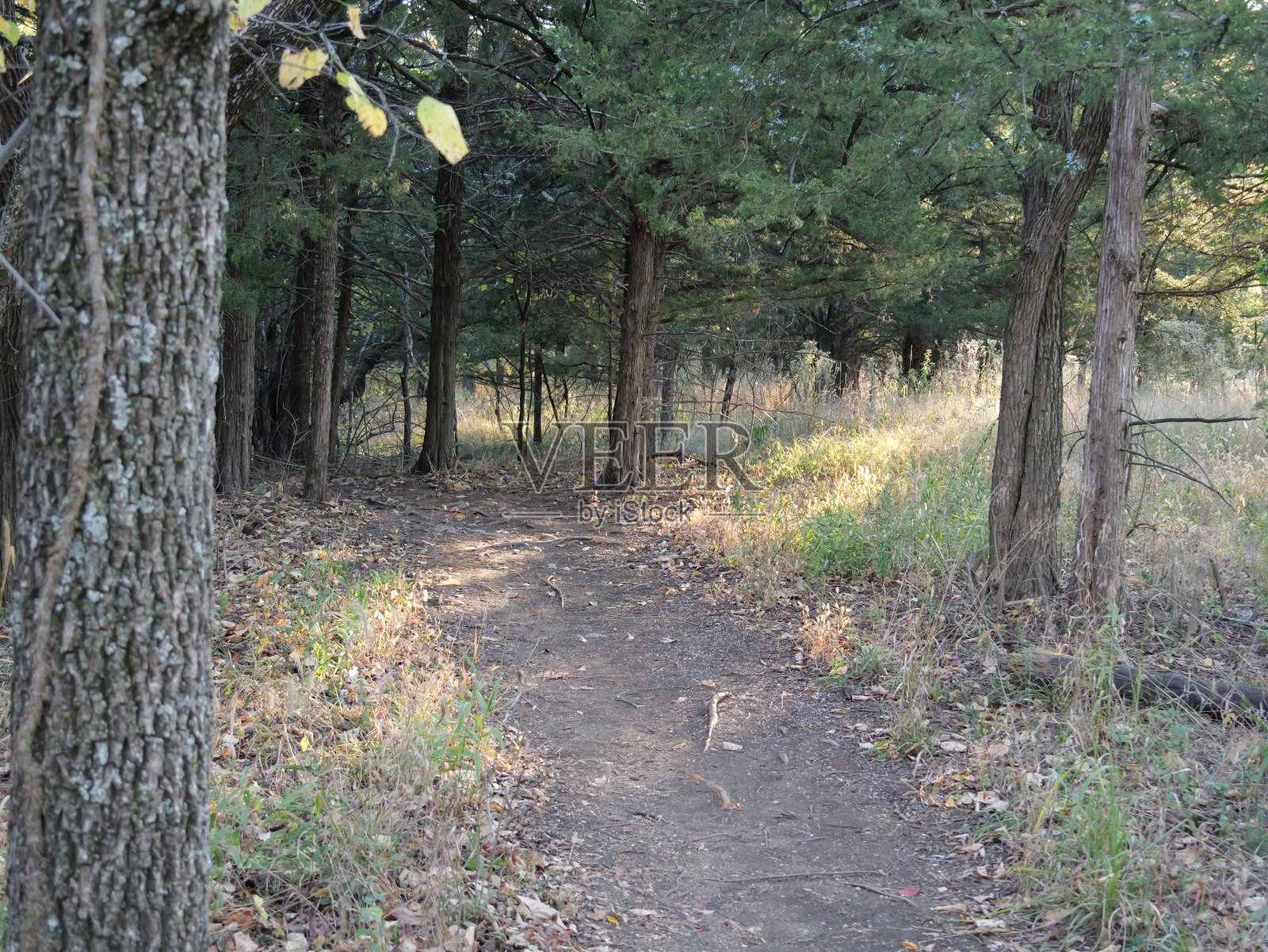 郊区奥拉西的树林中的泥土小径照片摄影图片