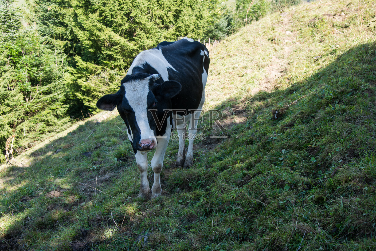 Intyamon照片摄影图片