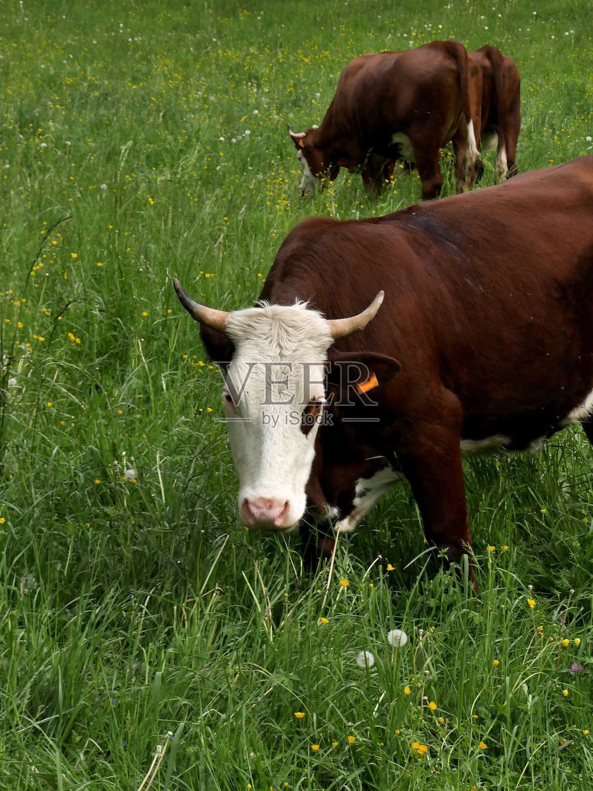 在法国阿尔卑斯山的上萨瓦地区,春天时白色和棕色的牛在绿色牧场上吃草。照片摄影图片