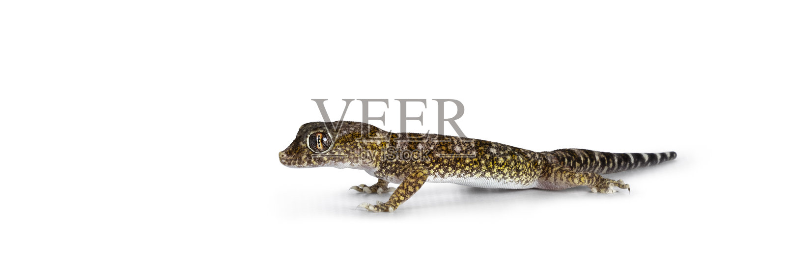 白色背景上的斯特多龙照片摄影图片