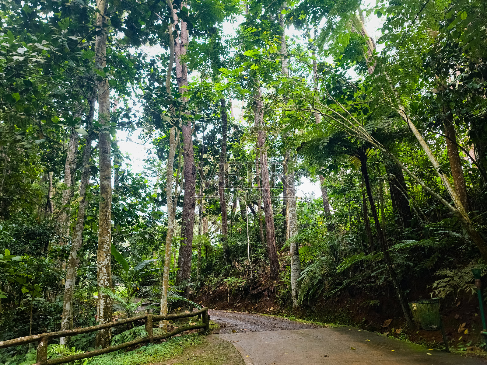 菲律宾东南亚的热带森林树木和植物照片摄影图片
