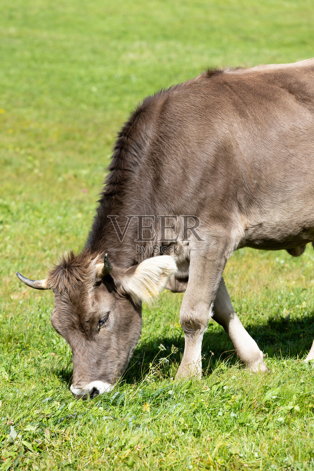 牛在绿色牧场上吃草照片摄影图片