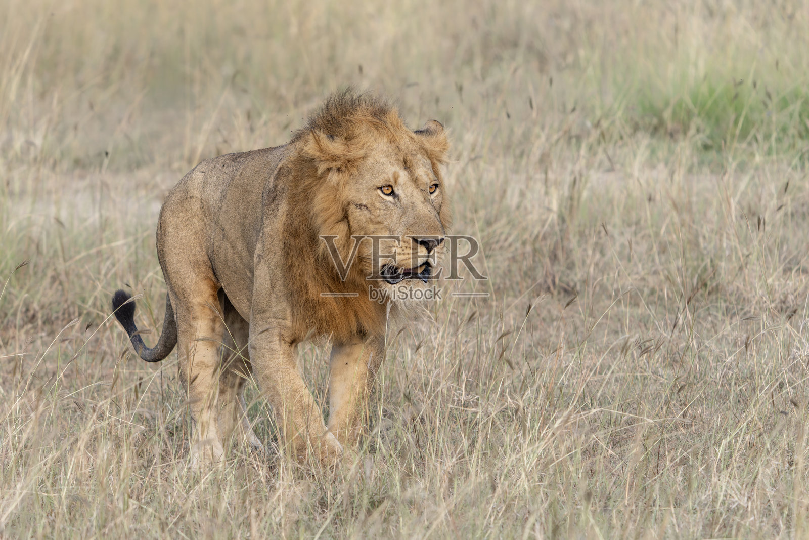 美丽的非洲狮(Panthera leo)雄性狩猎照片摄影图片