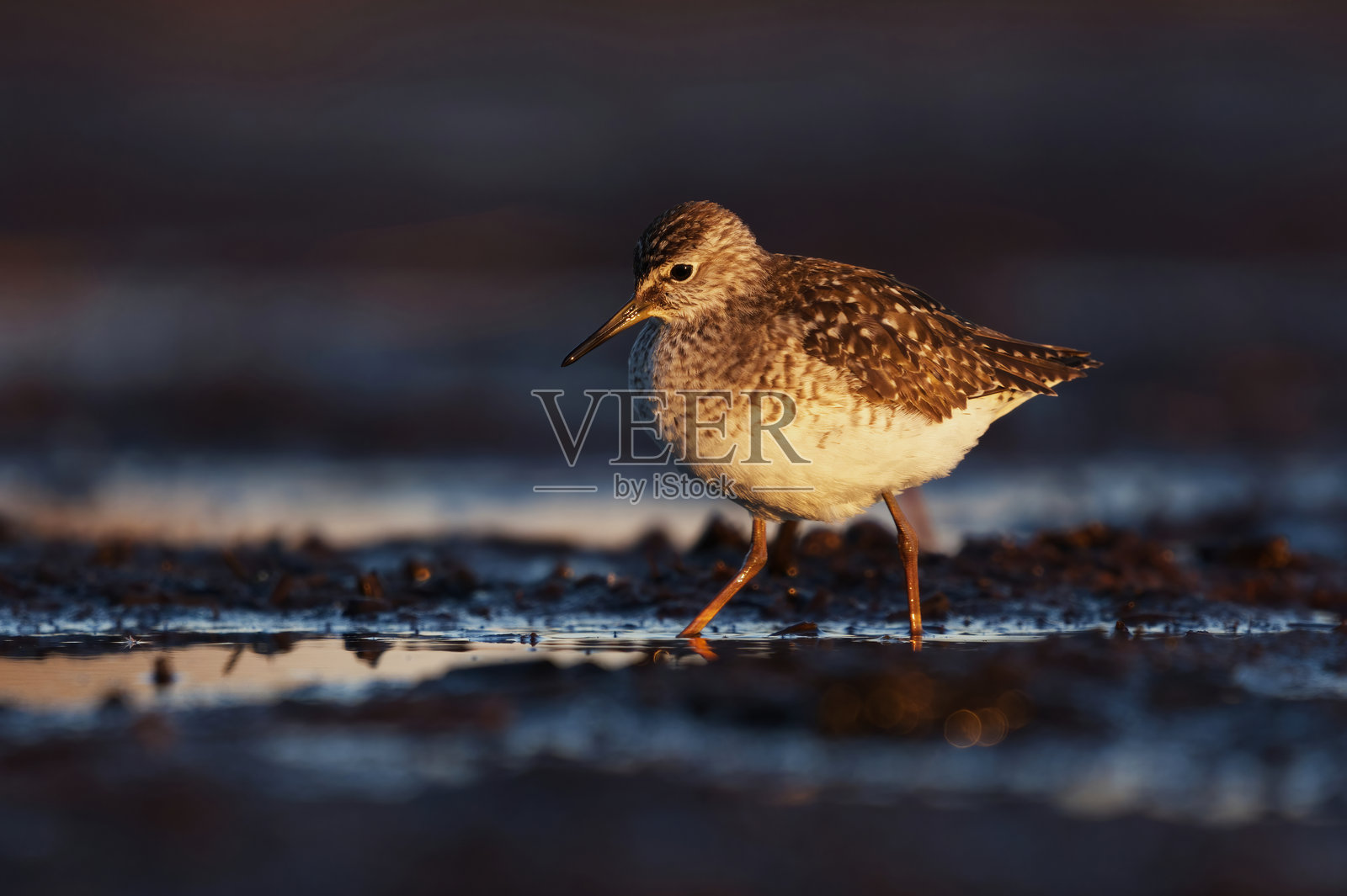 春季在湿地觅食的木沙锥(Tringa glareola)。照片摄影图片