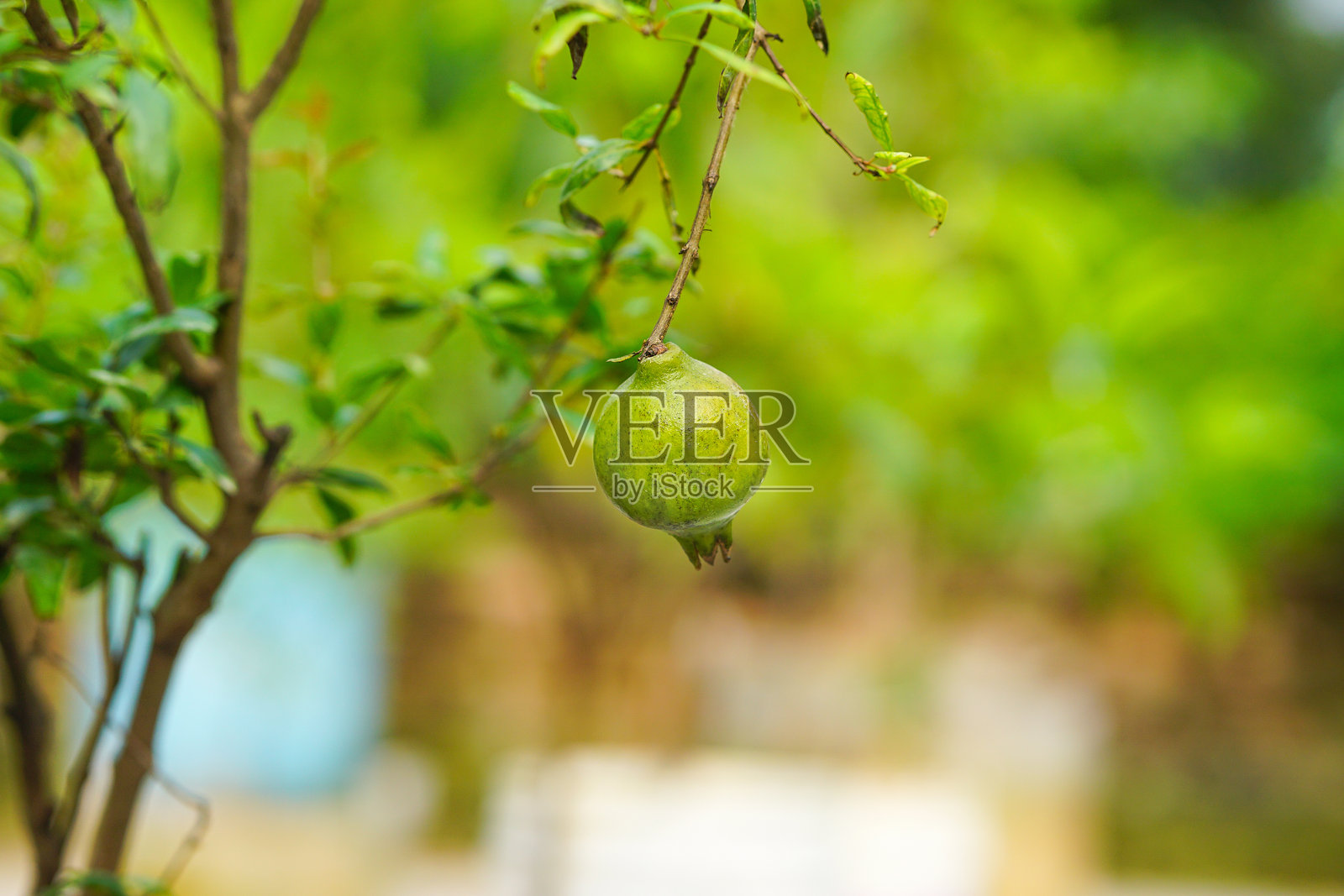 石榴果实特写,挂在石榴园的树上照片摄影图片