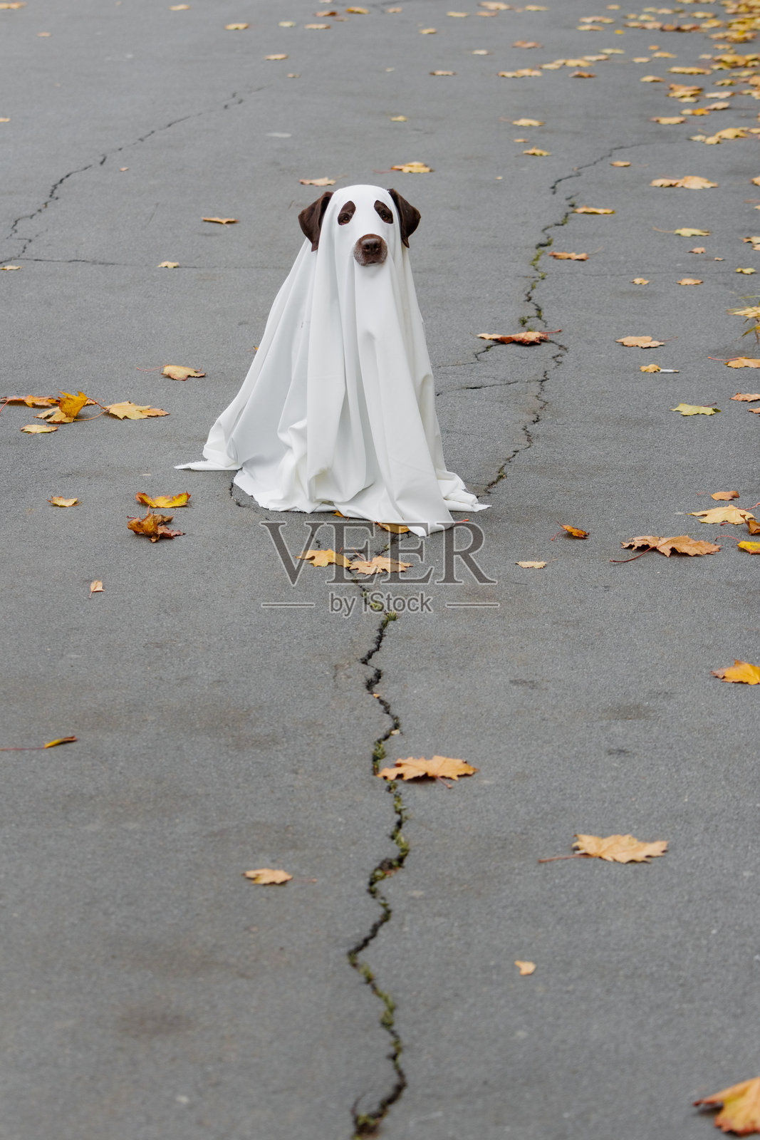 穿着服装的拉布拉多犬在万圣节派对上,身穿白色斗篷的幽灵宠物坐在破裂的道路上照片摄影图片