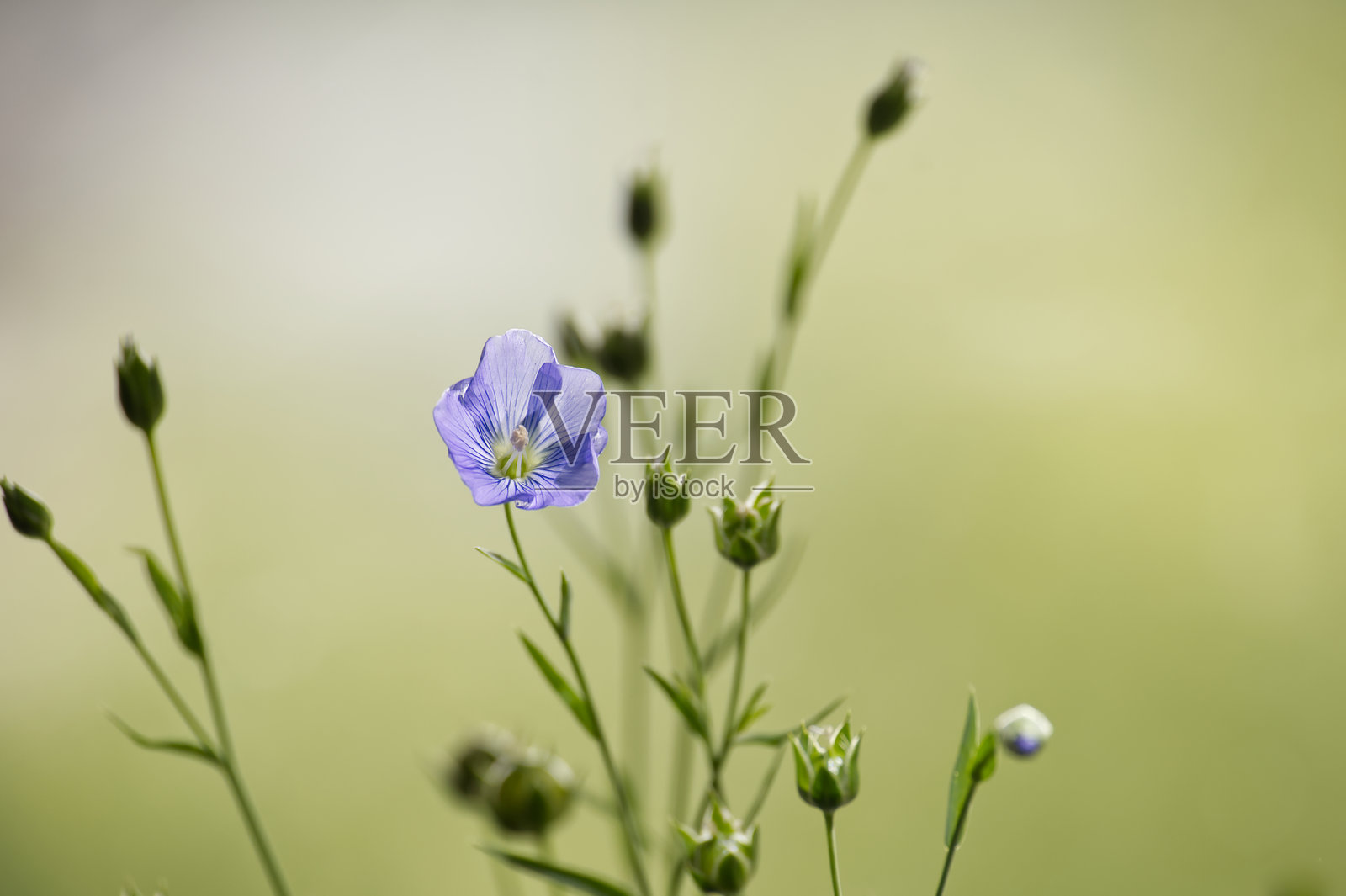 精致的蓝色亚麻花在宁静的绿色背景中展现自然之美与宁静。照片摄影图片
