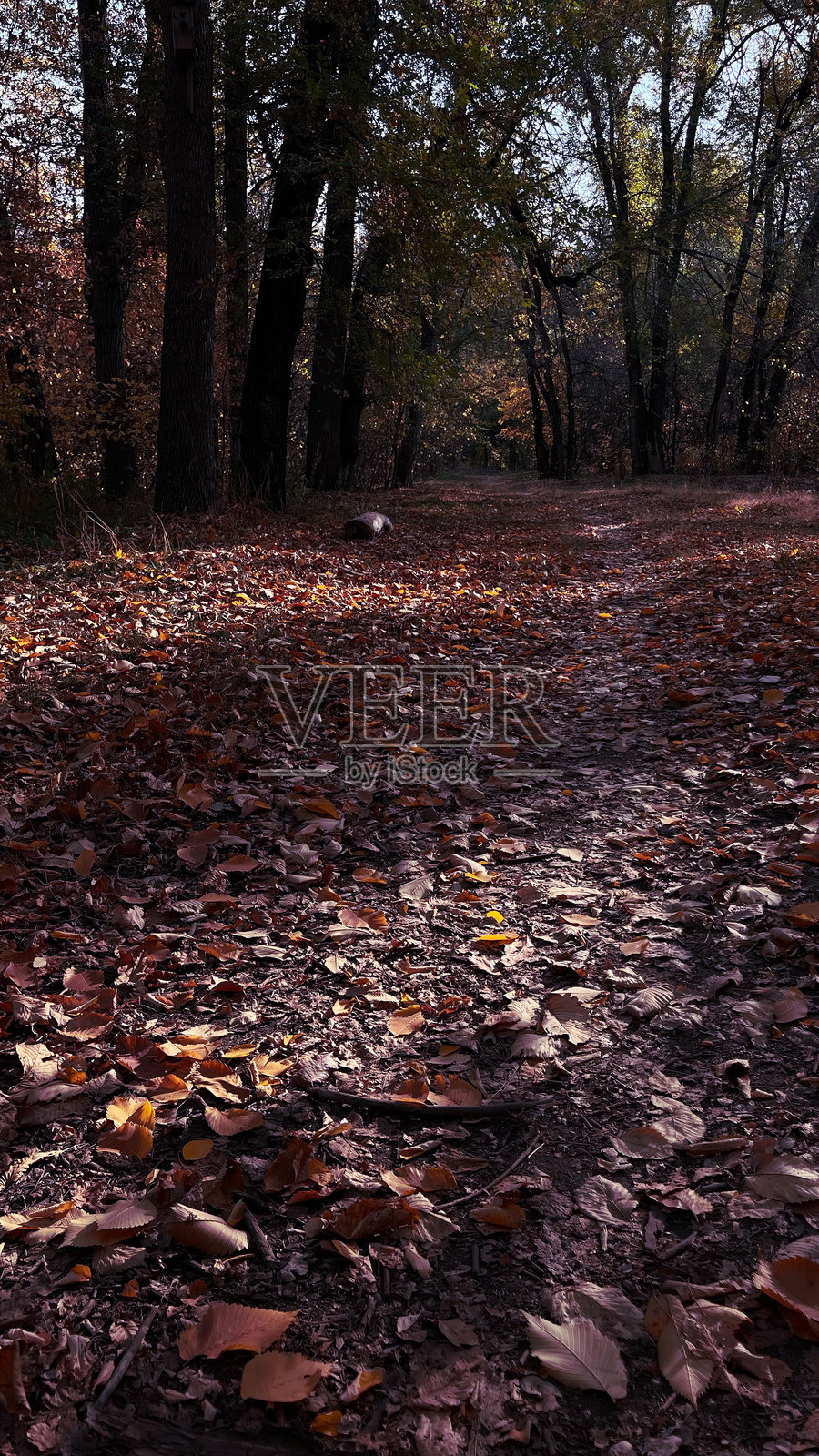 秋天魔法的色彩照片摄影图片