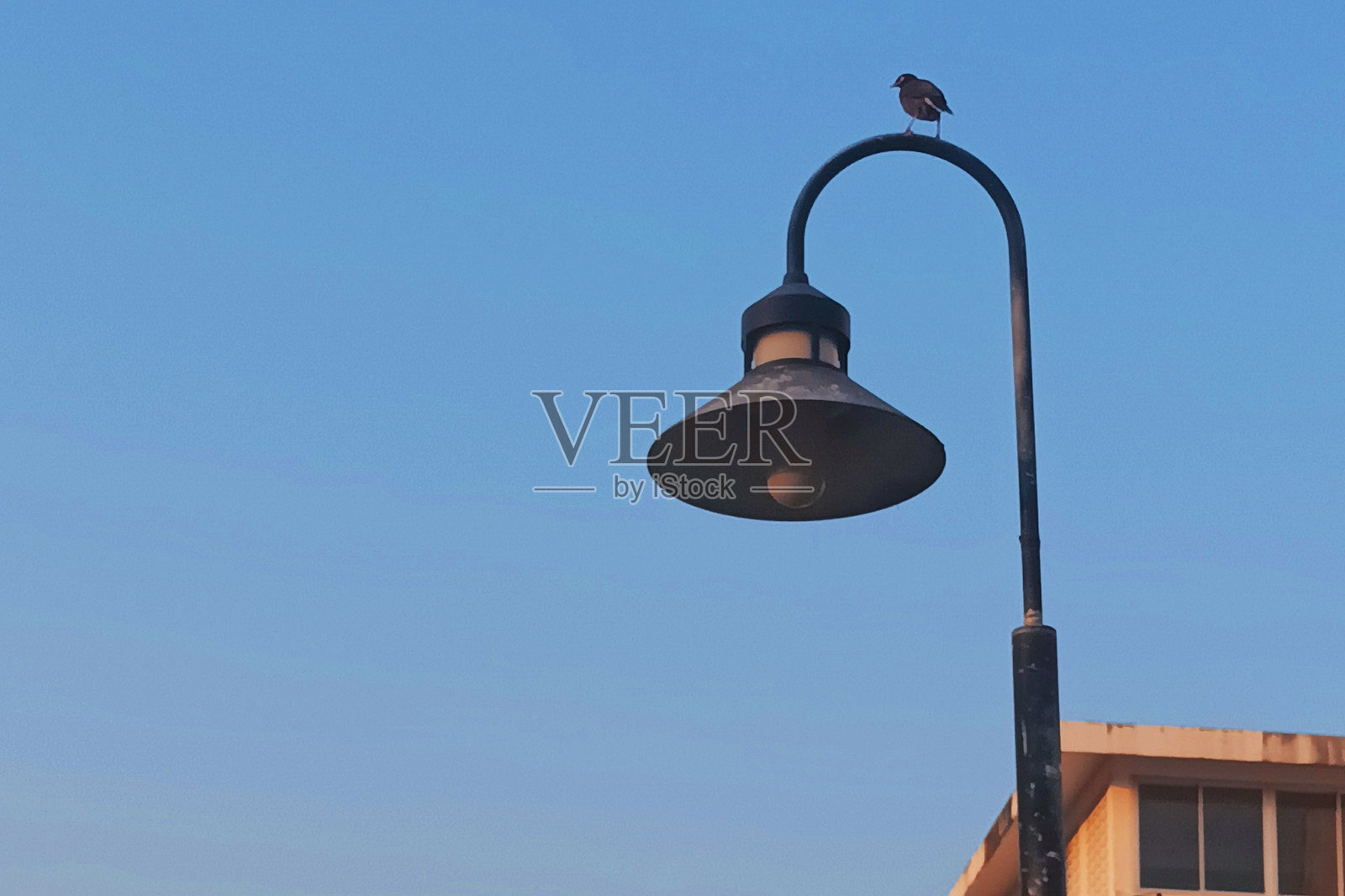 小鸟和路灯。照片摄影图片