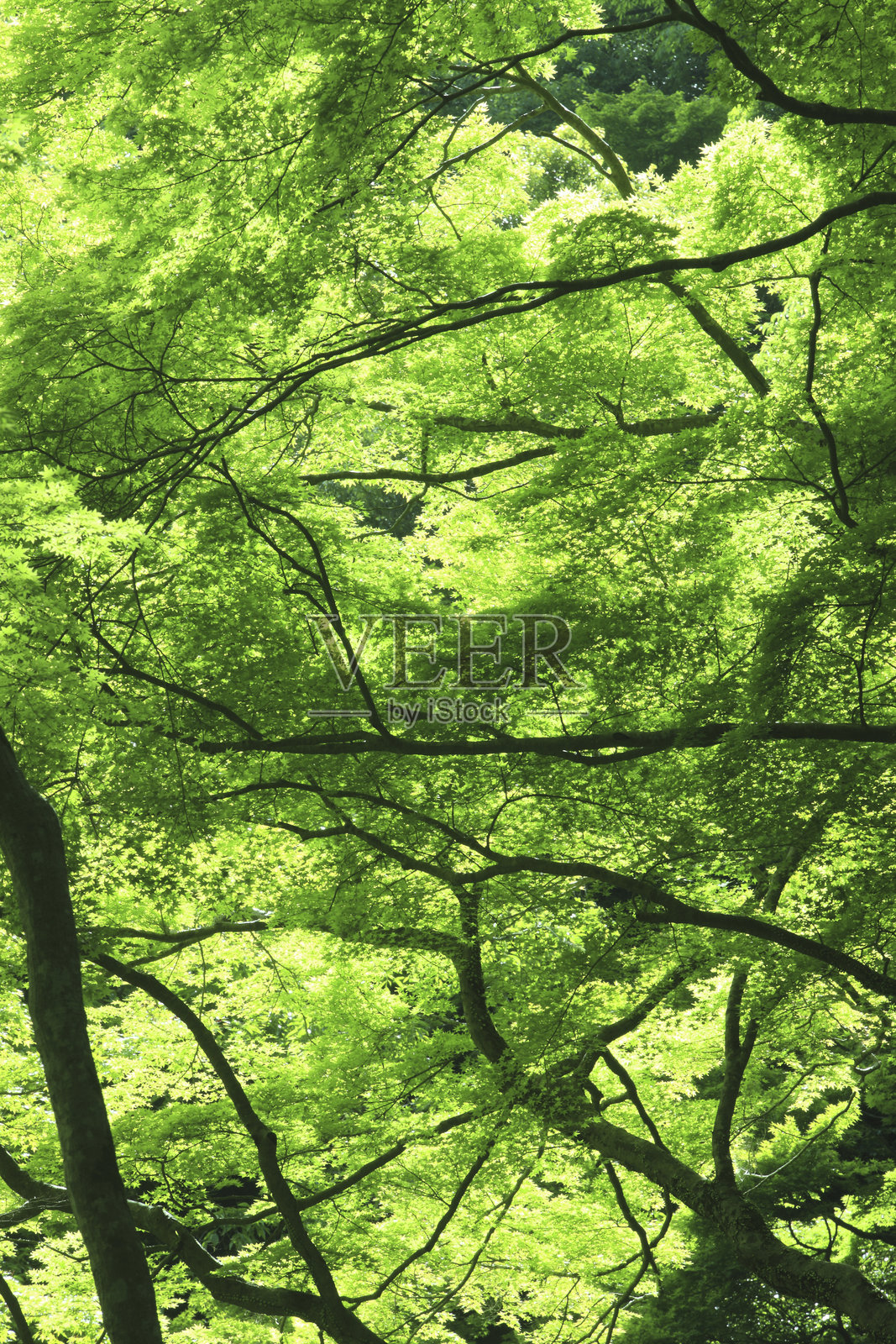 新鲜的枫叶照片摄影图片