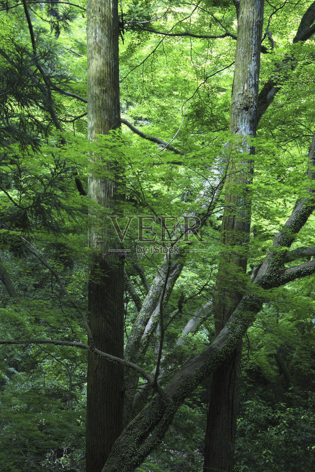 新鲜的枫叶照片摄影图片
