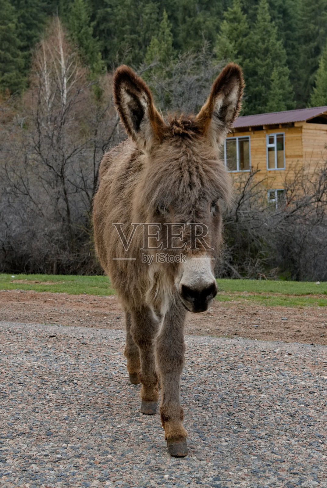 与家驴的接触照片摄影图片