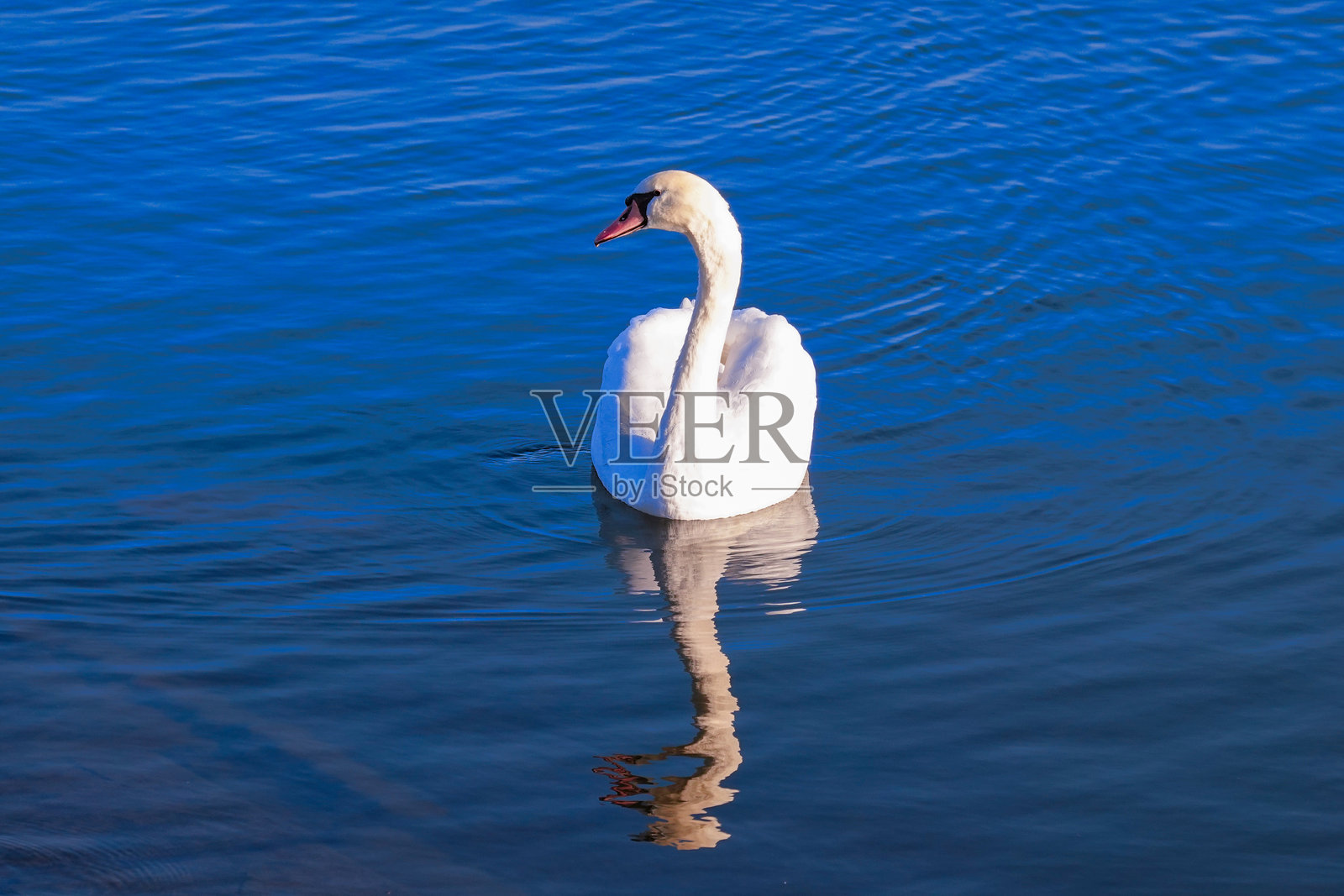 一只天鹅在千叶县香取市的利根川狸岛周围优雅地游弋。照片摄影图片