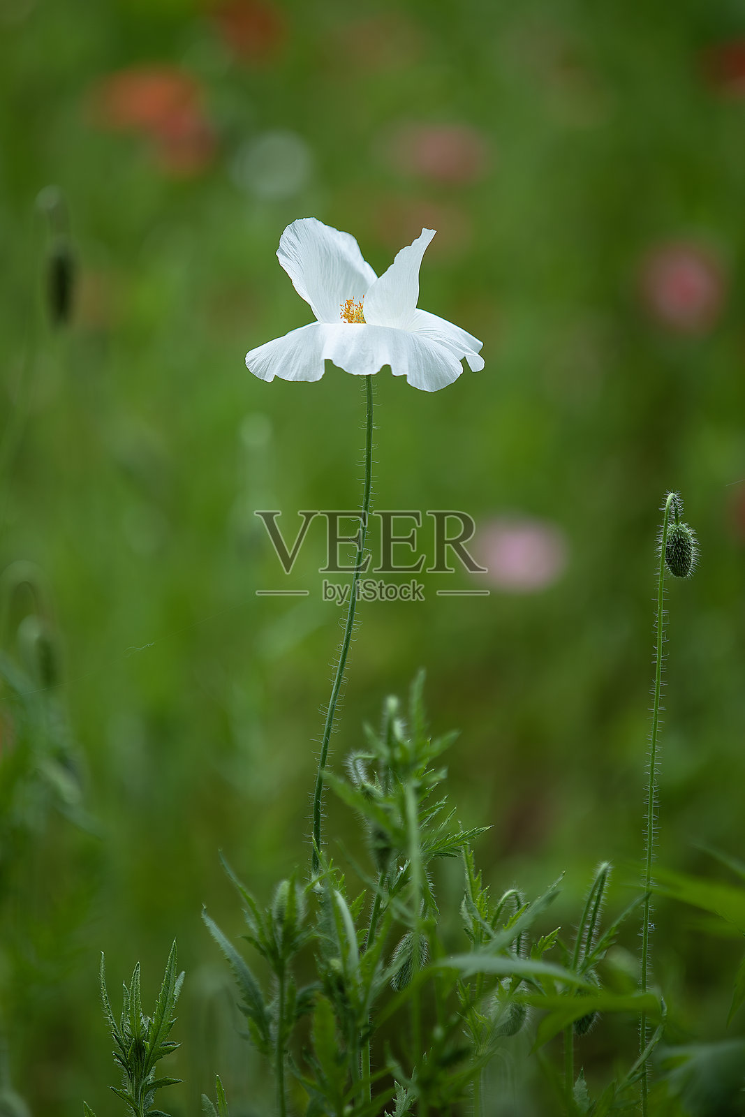 春天的风景照片摄影图片