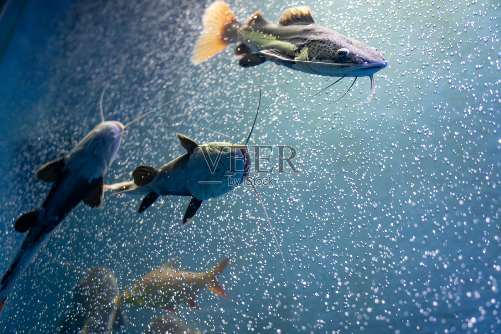 红尾猫鱼照片摄影图片