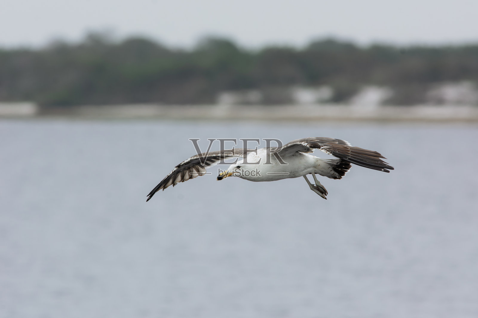 海带鸥海鸟照片摄影图片