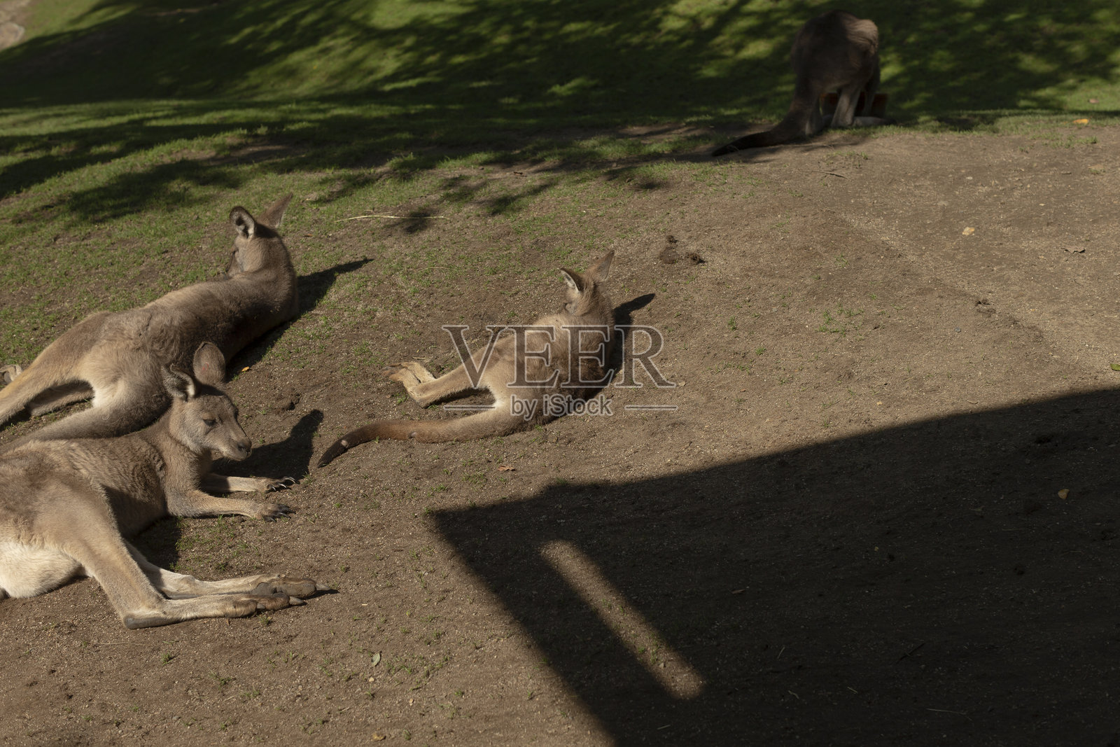 一群袋鼠舒适地躺在柔软的地面上照片摄影图片