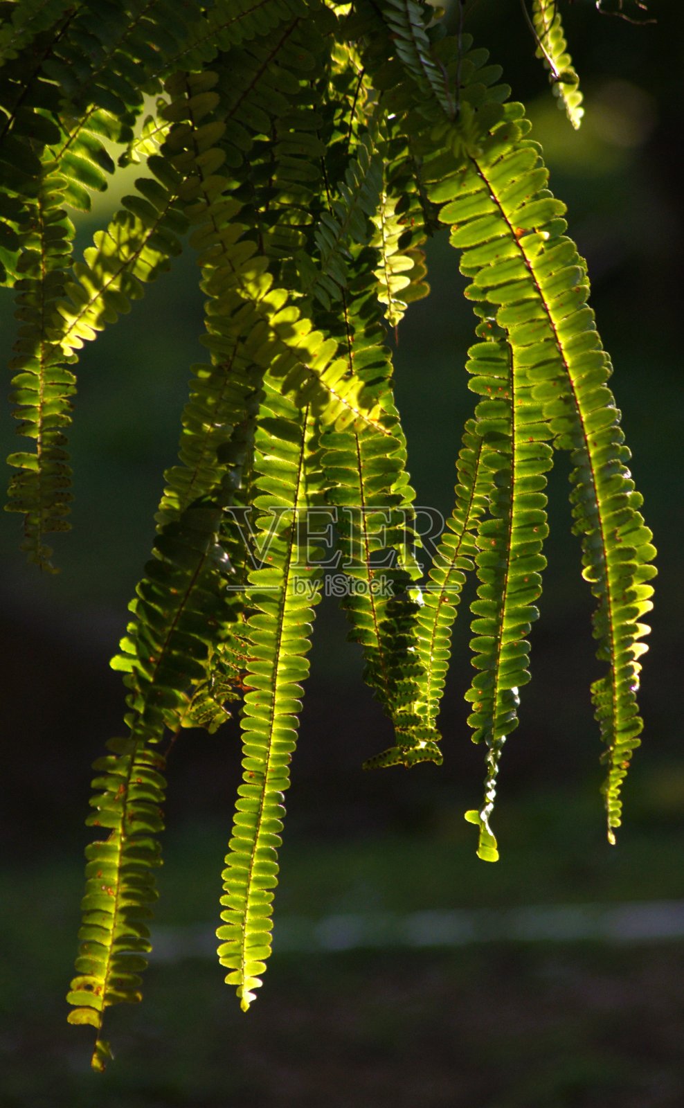 特鲁希略州,一个绿色的天堂。照片摄影图片