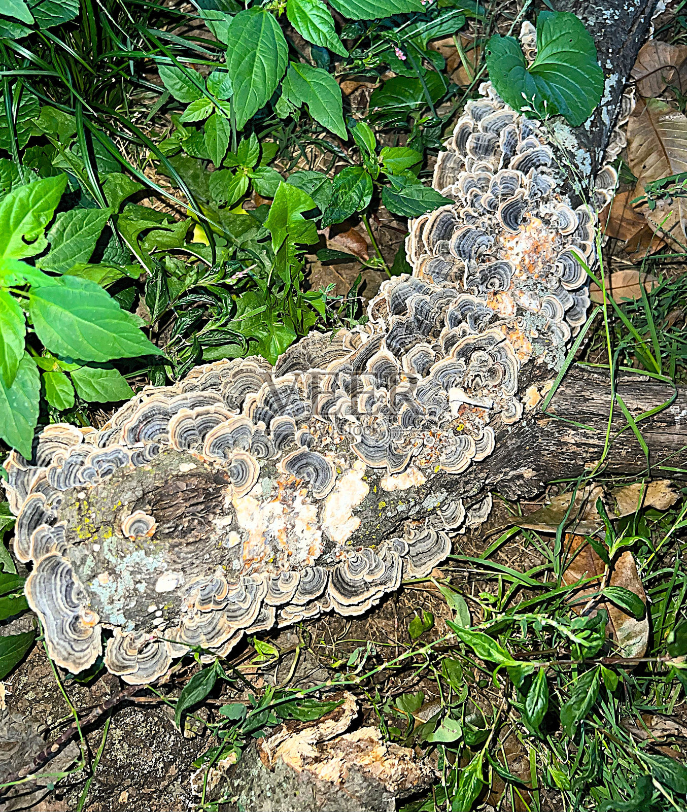 森林地面的蘑菇木材照片摄影图片