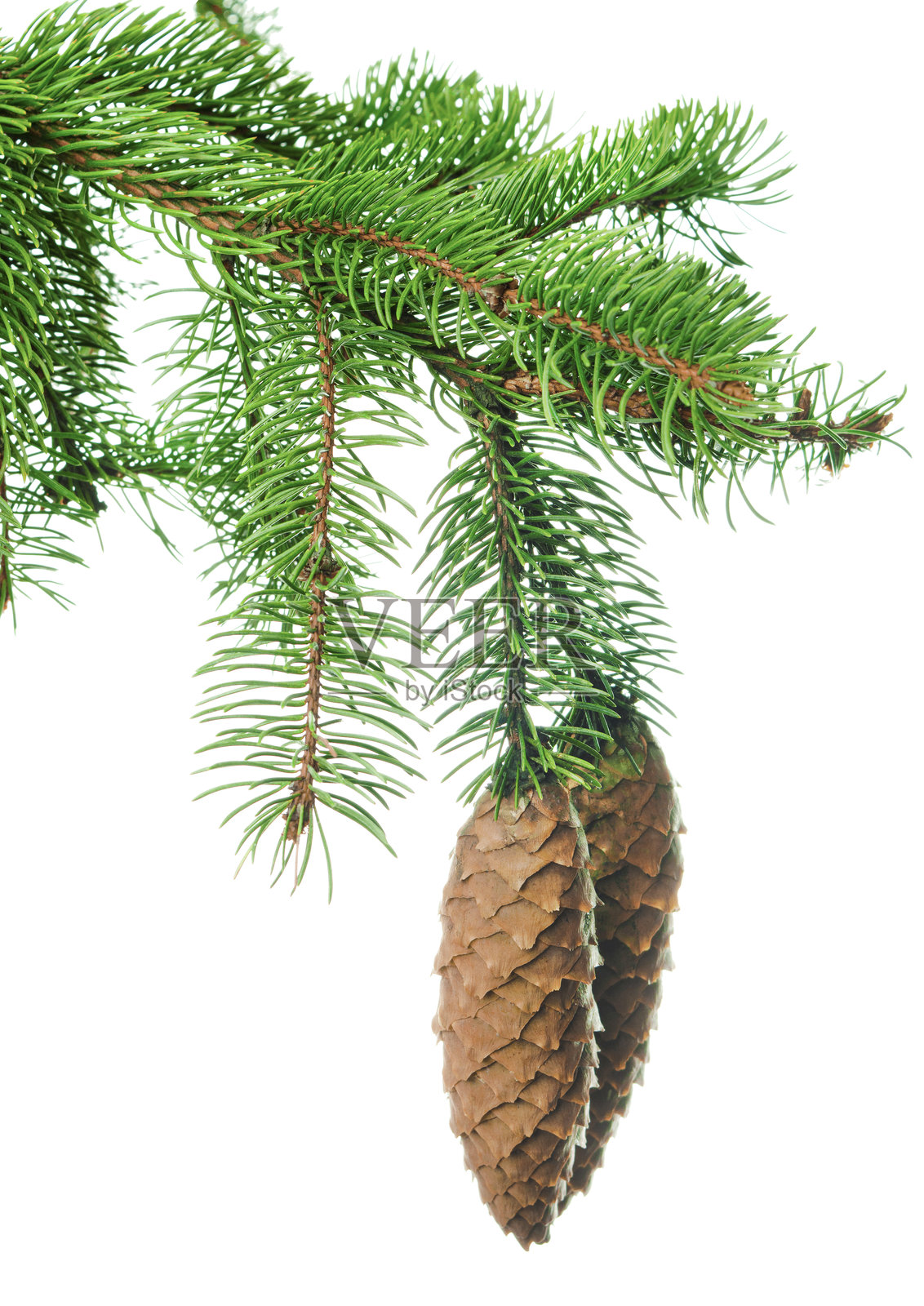 云杉树枝。冬季假日设计。森林细节。自然之美。圣诞象征。横幅。照片摄影图片