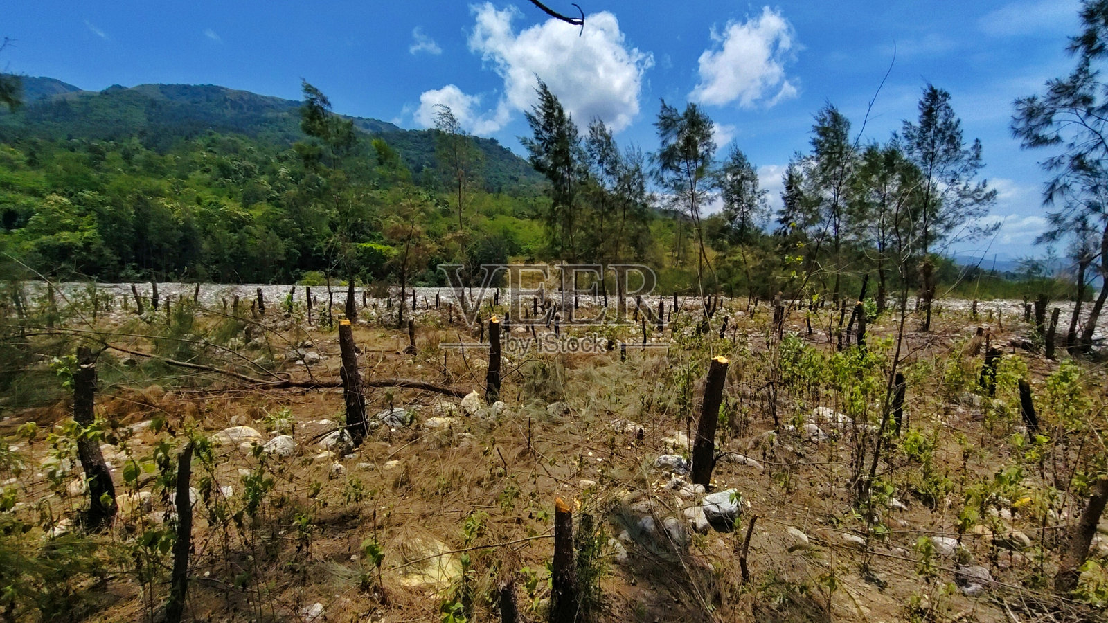 砍树的男人,森林开发照片摄影图片