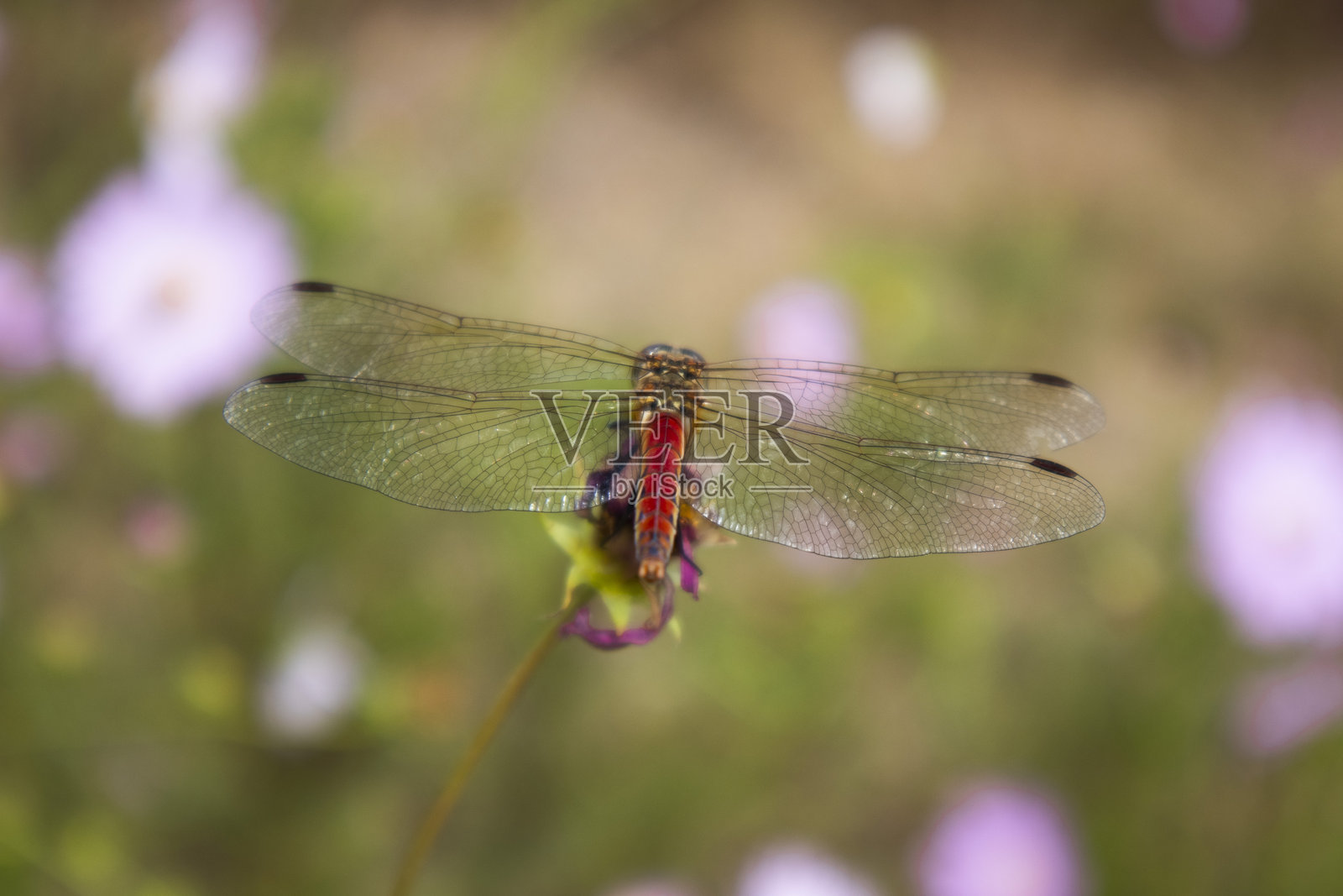 一只红色的蜻蜓栖息在草地上。照片摄影图片