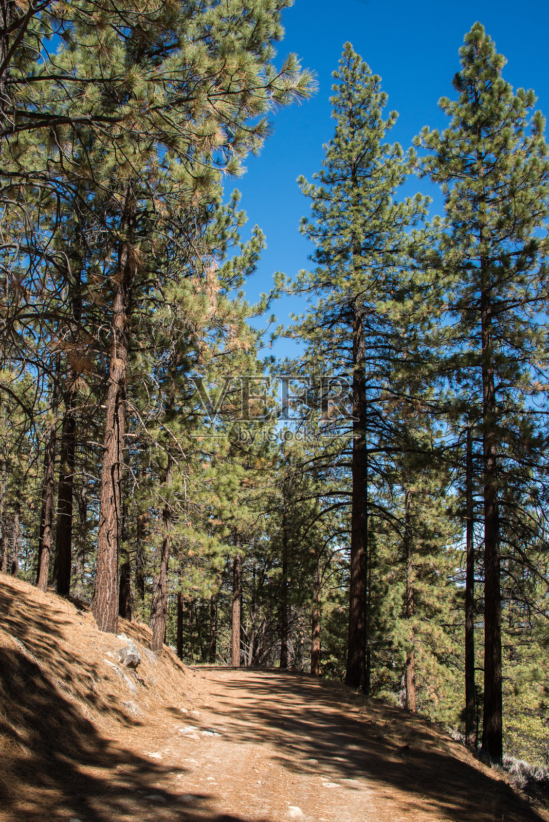 加利福尼亚州皮诺斯山照片摄影图片