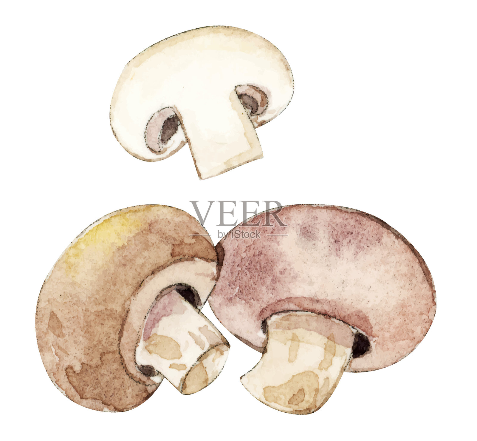 手绘水彩食物,两朵香菇和一片切好的香菇插画图片素材