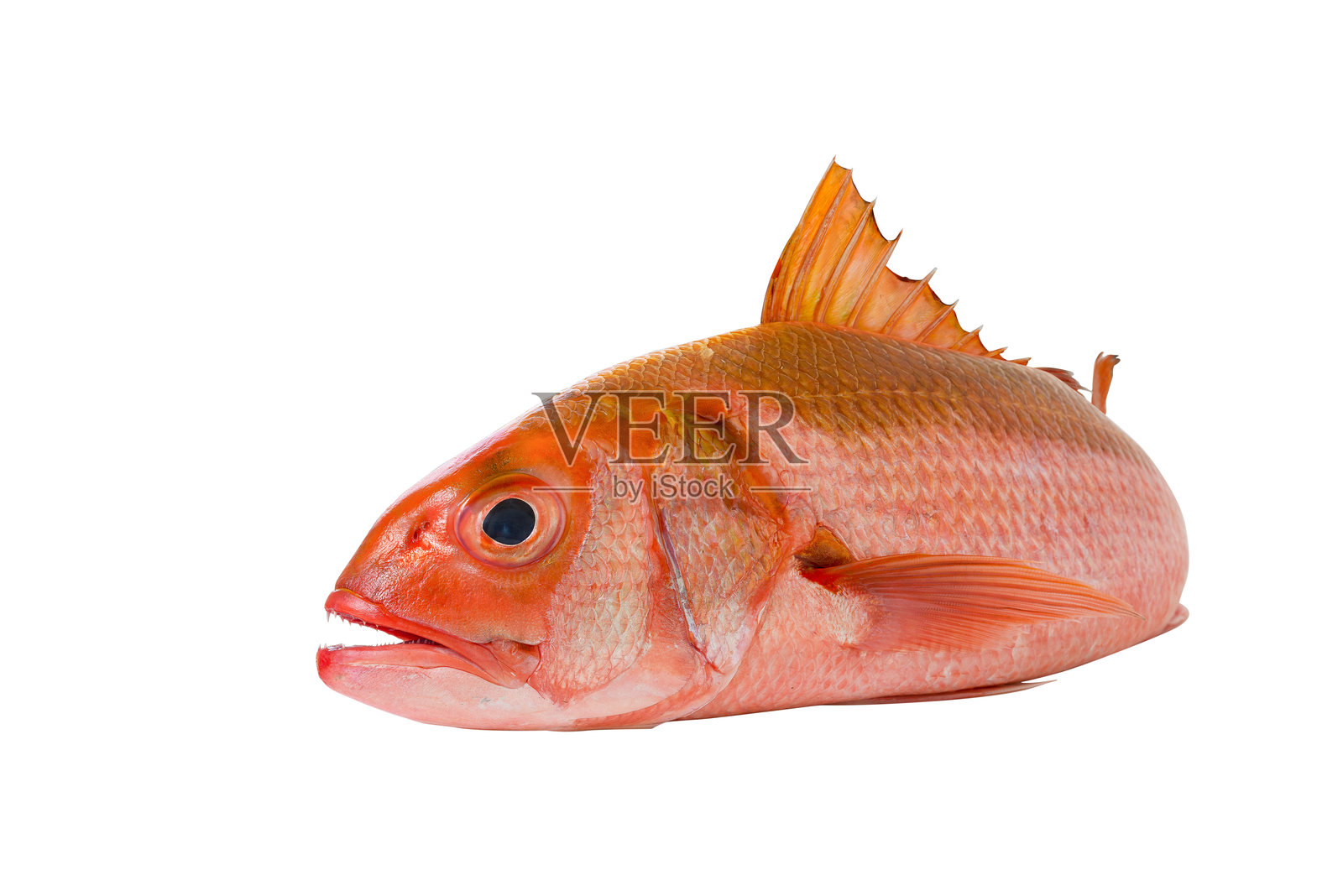 白色背景下的死鱼特写照片摄影图片