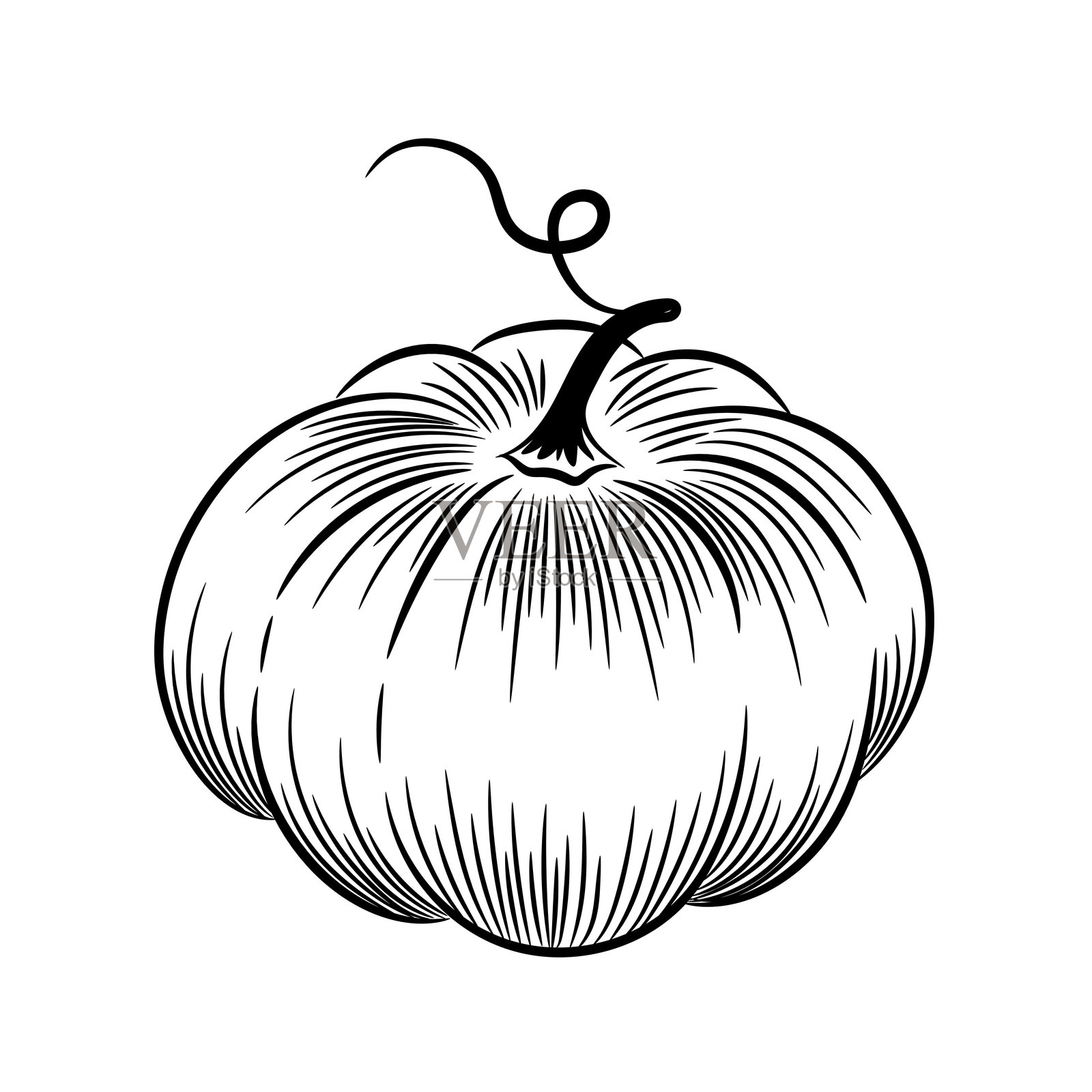 白色背景上的南瓜轮廓。矢量插图剪贴画。手绘草图。插画图片素材