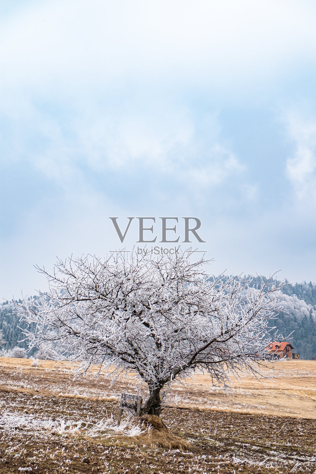 冬季无叶树木在蓝色多云天空下覆盖着霜冻照片摄影图片