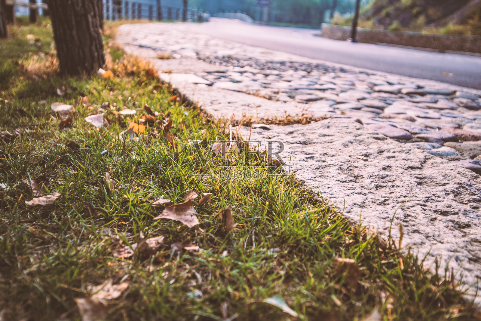 秋天森林边缘的小路照片摄影图片