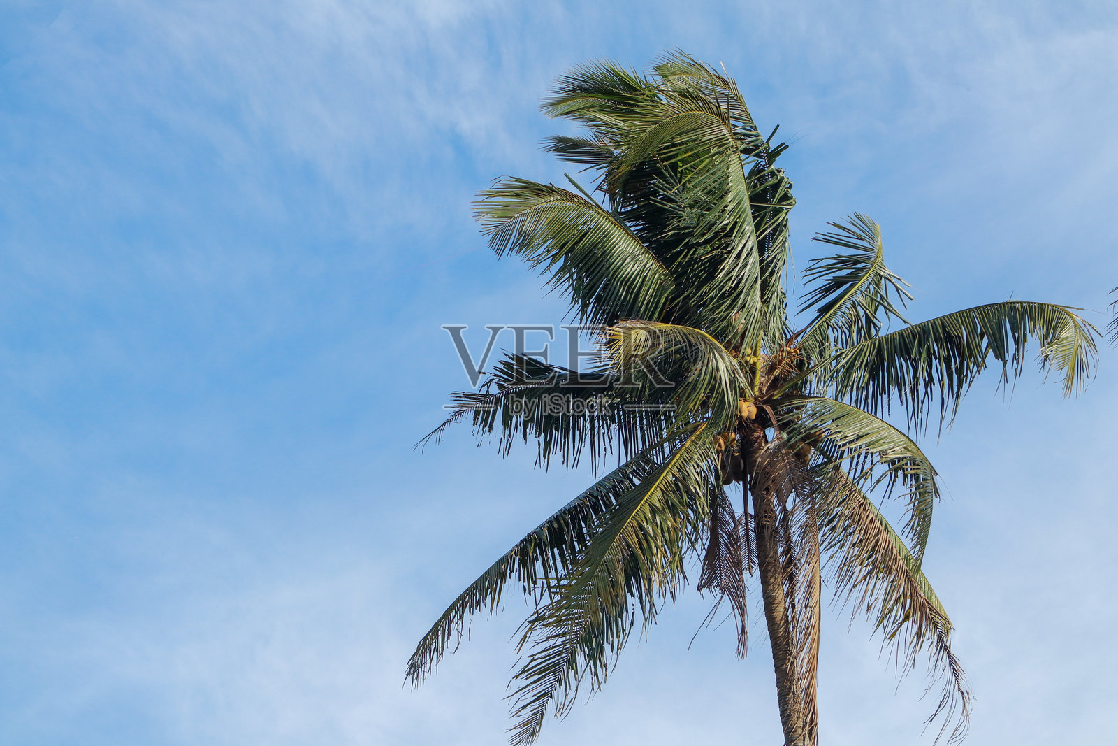 在蓝天之下,椰子树结满果实,随风摇曳。照片摄影图片