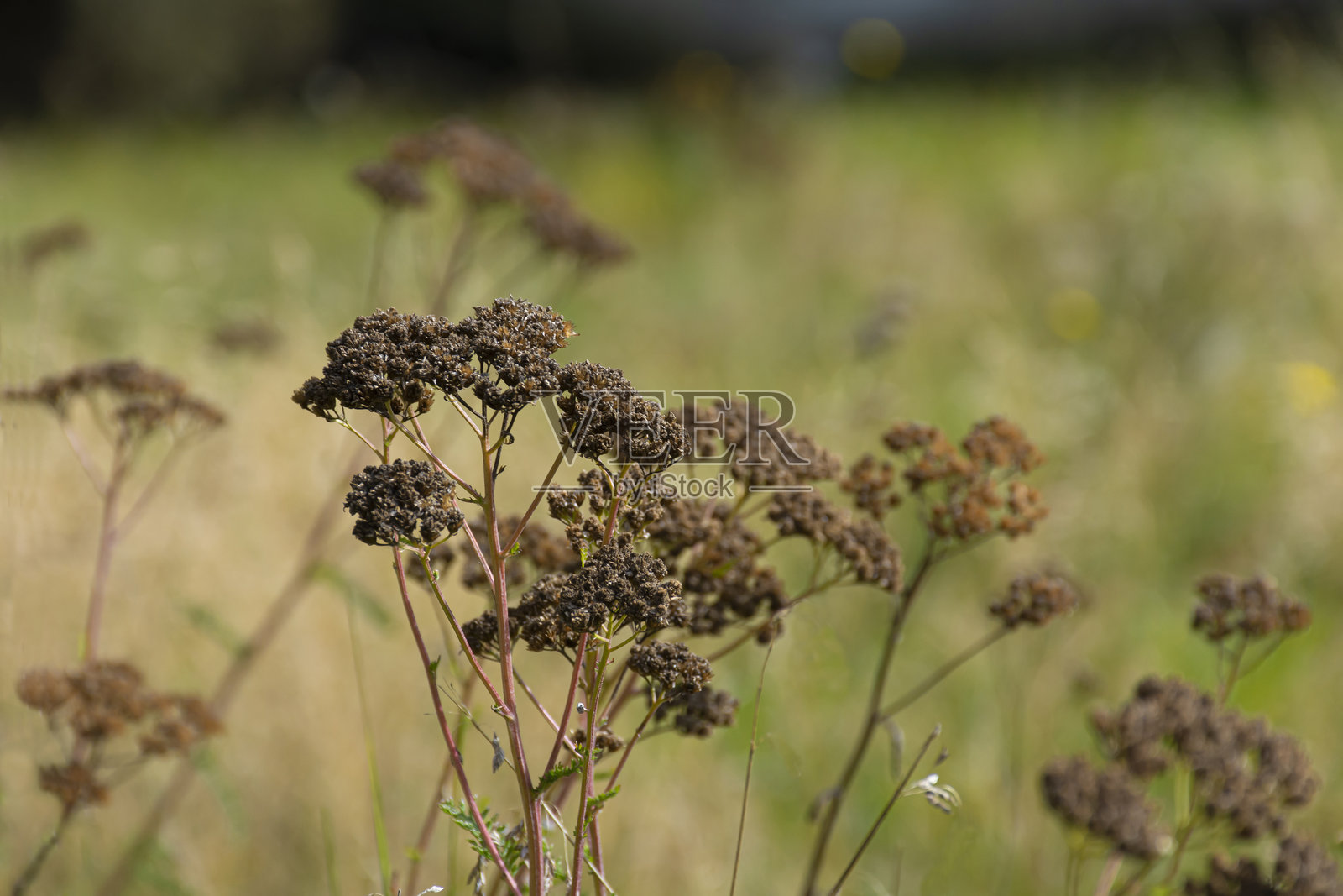 干燥的野生蓍草花照片摄影图片