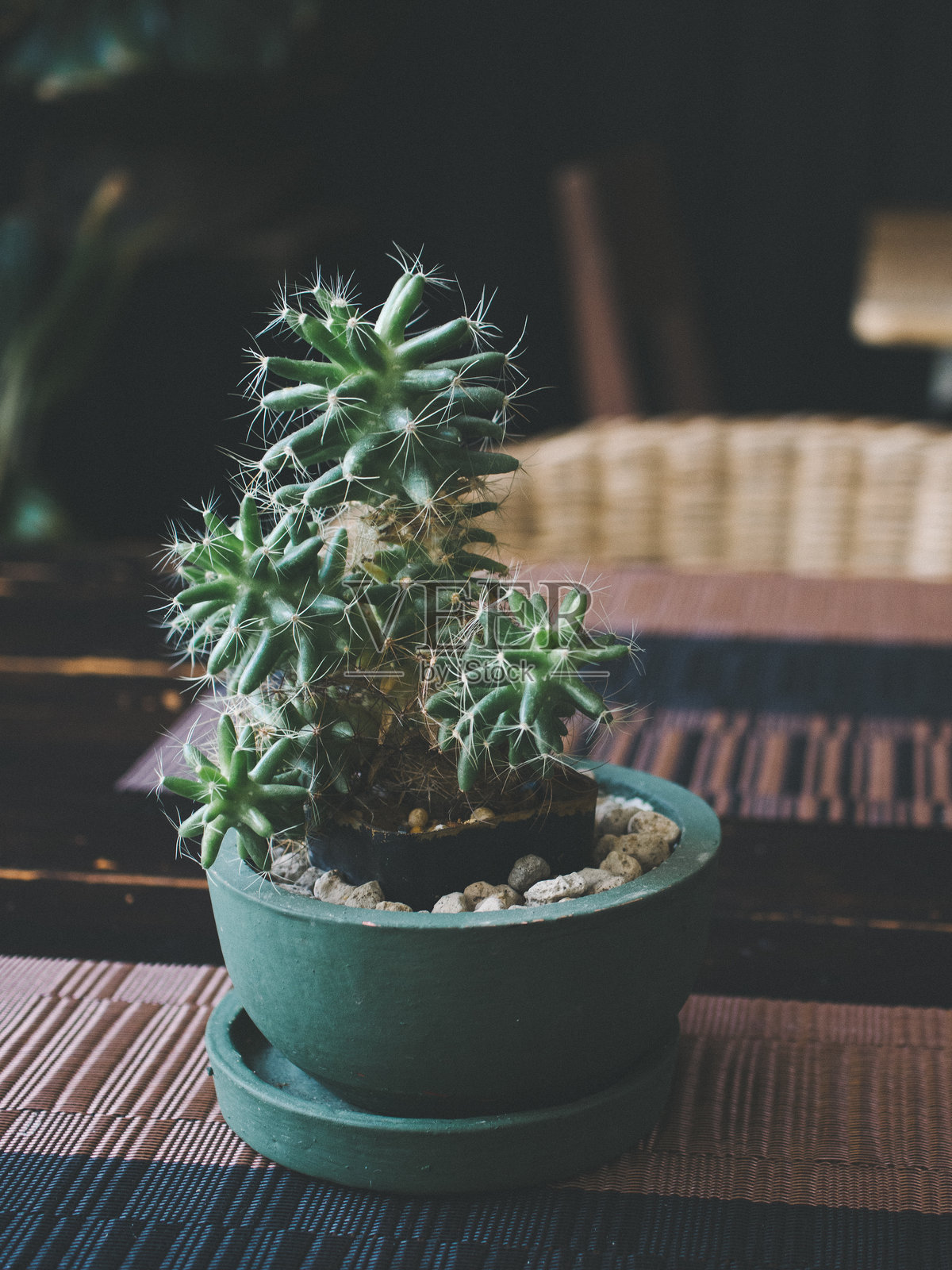 泰国仙人掌照片摄影图片
