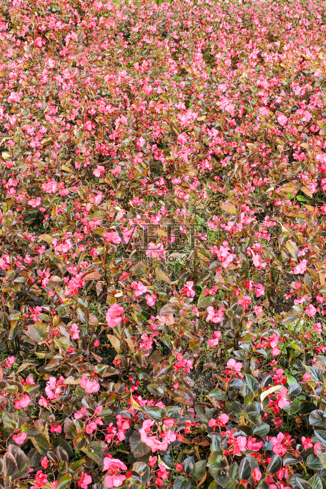一片小红花的田野。照片摄影图片
