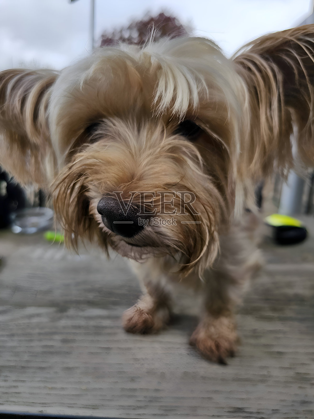 狗狗咖啡约会照片摄影图片