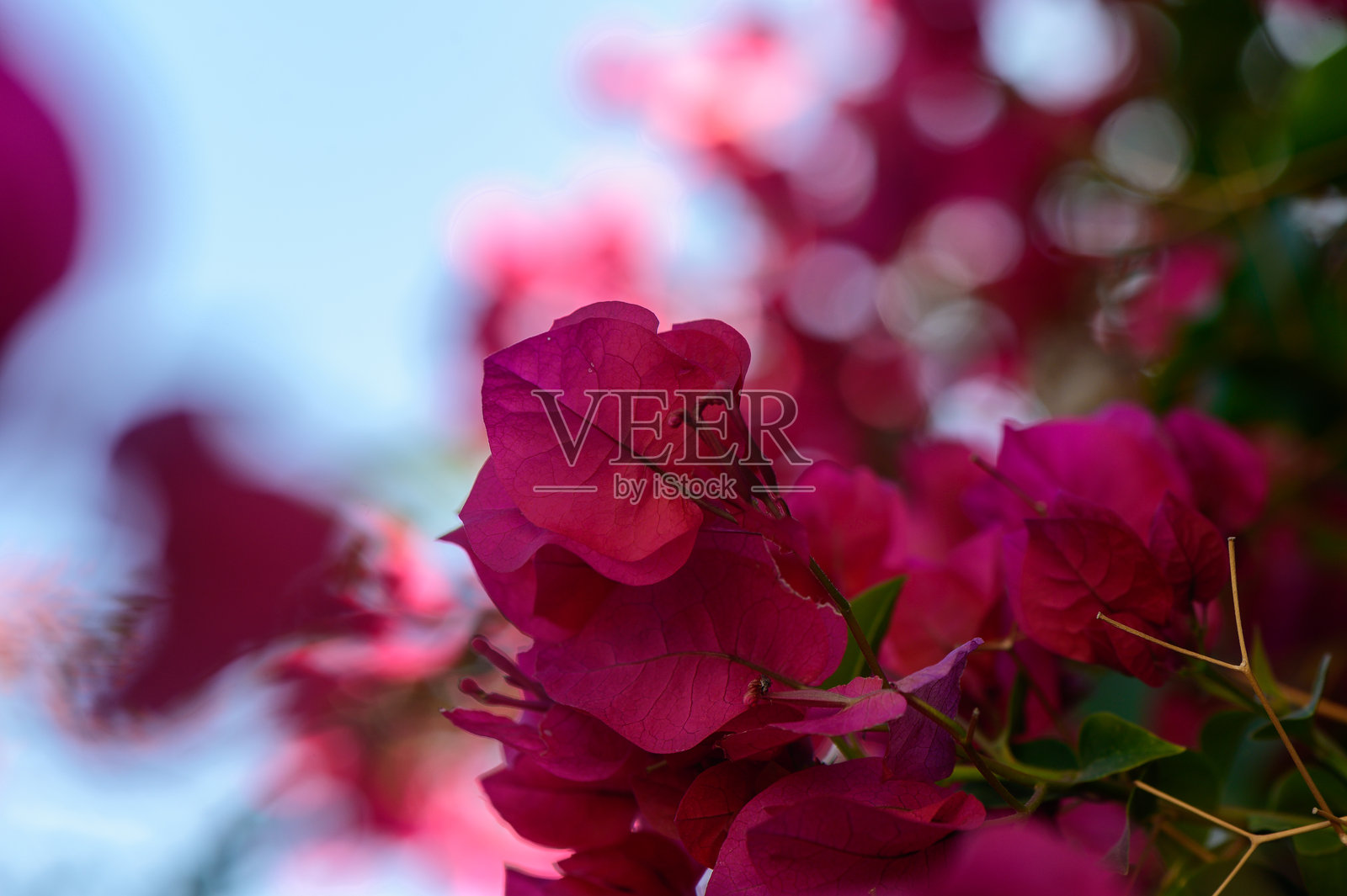 在郁郁葱葱的花园中,鲜艳的九重葛花朵在阳光下闪耀,展现出春天的美丽。照片摄影图片