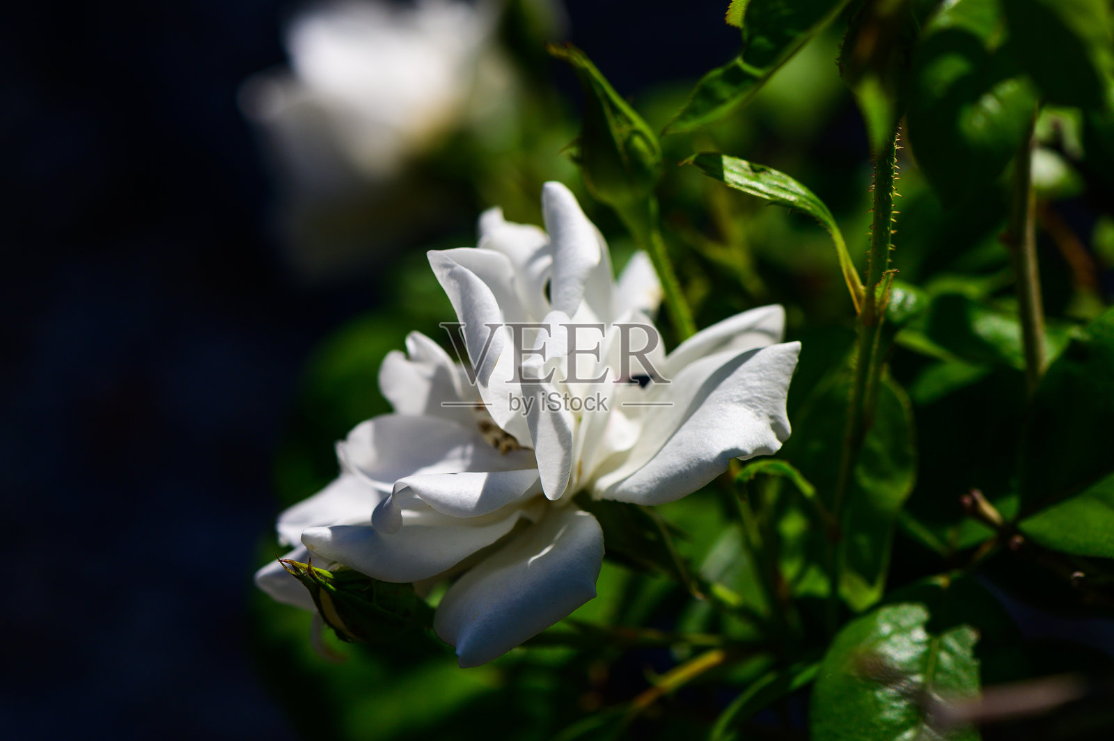 一朵精致的白色花朵在柔和的晚光中被生机勃勃的绿色叶子环绕的特写镜头照片摄影图片