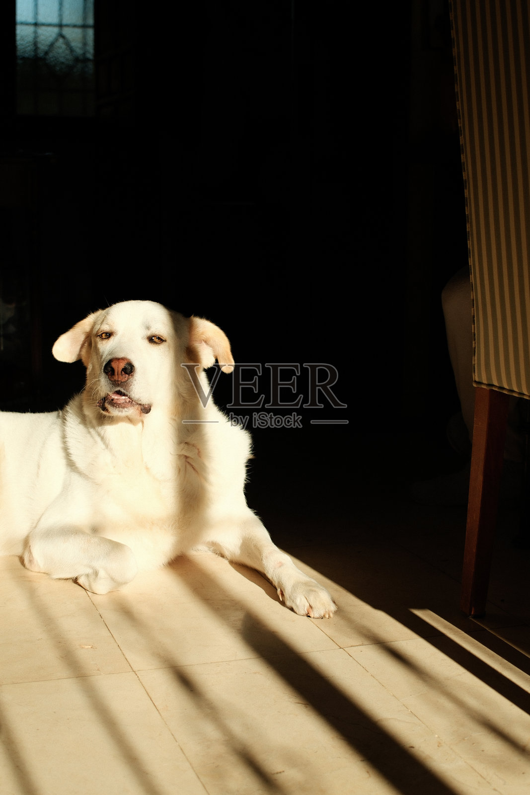 白色可爱的小狗作为最好的朋友照片摄影图片