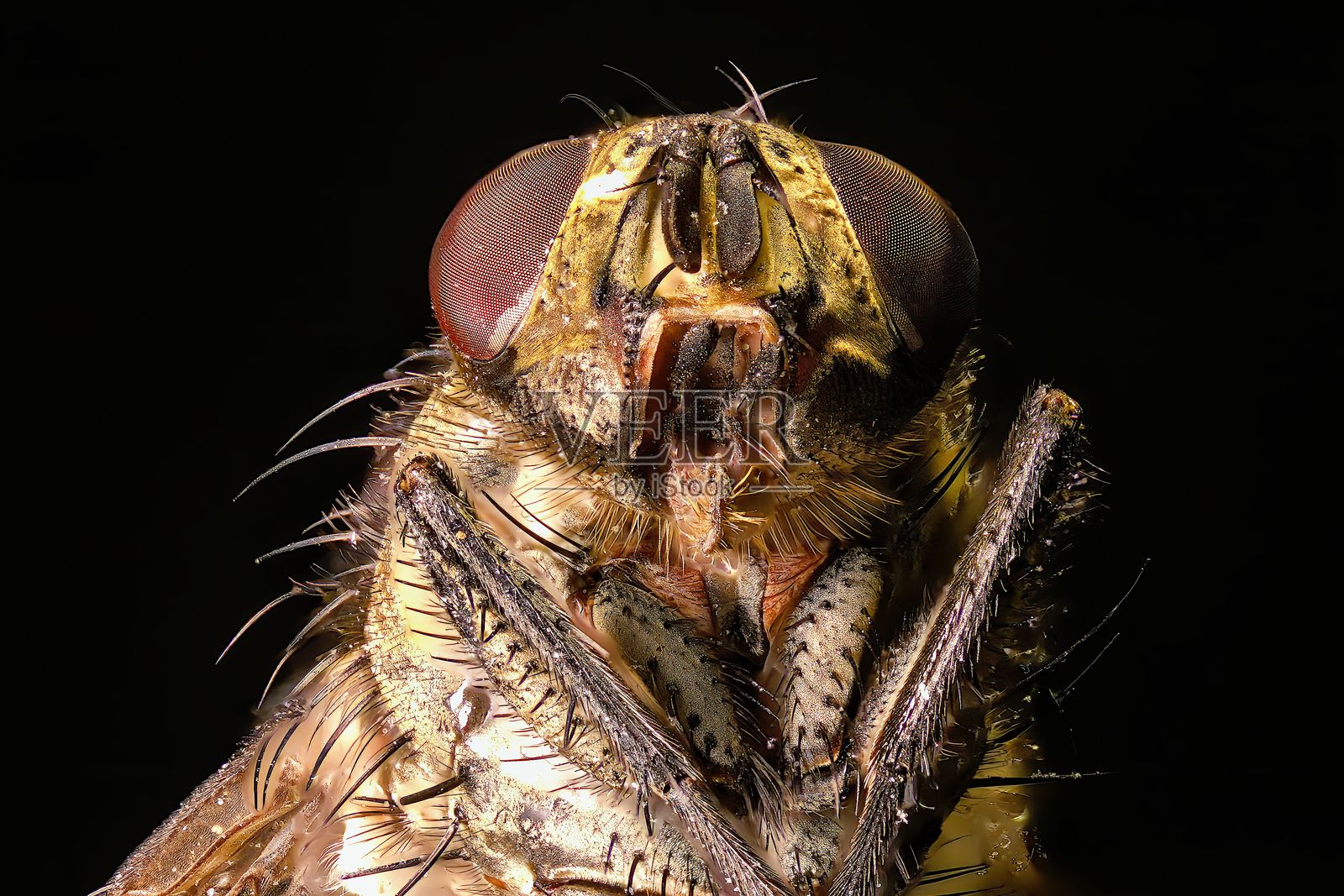 特写镜头展示苍蝇的细节特征和纹理,背景为黑色。照片摄影图片