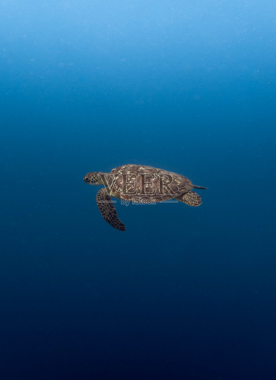 绿海龟照片摄影图片