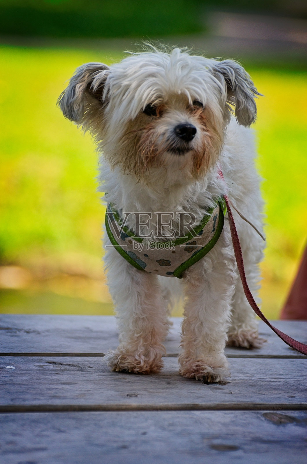 户外的小型毛茸茸白色狗狗照片摄影图片