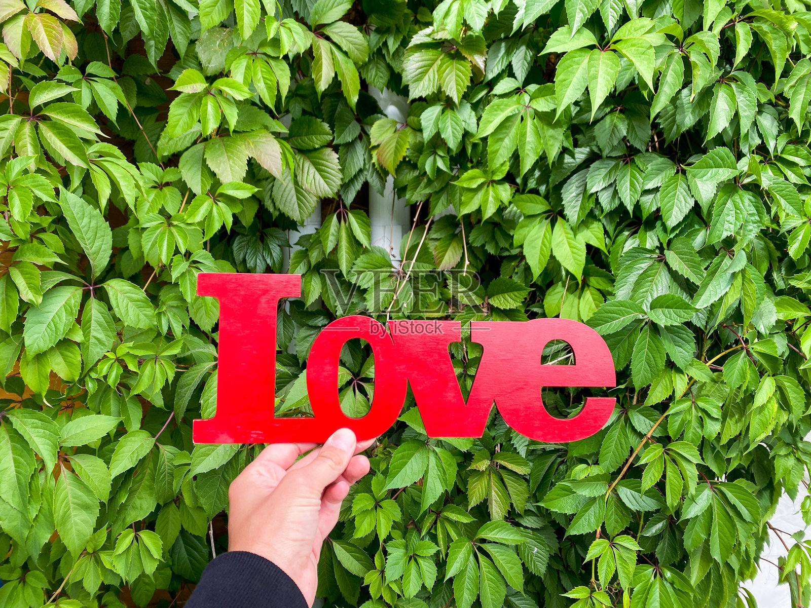 一只手轻轻握着一个心形的爱心符号,周围被生机勃勃的绿色叶子美丽地环绕,展现出深厚的情感与自然之美交织在一起。照片摄影图片