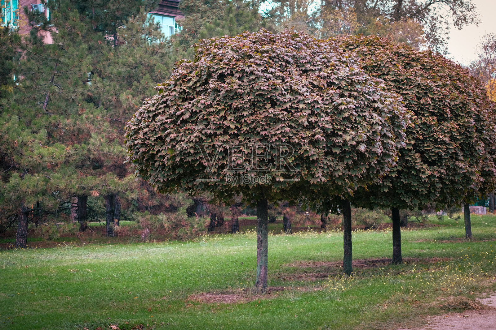 高大优雅的树木在宁静的公园环境中,四周环绕着美丽的自然景观照片摄影图片