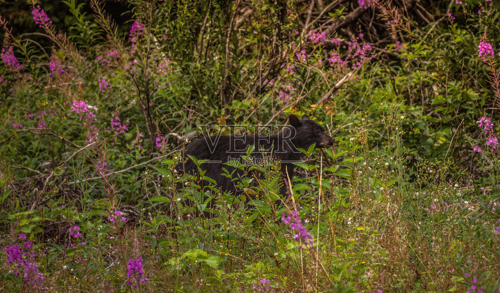黑熊在火焰草中照片摄影图片