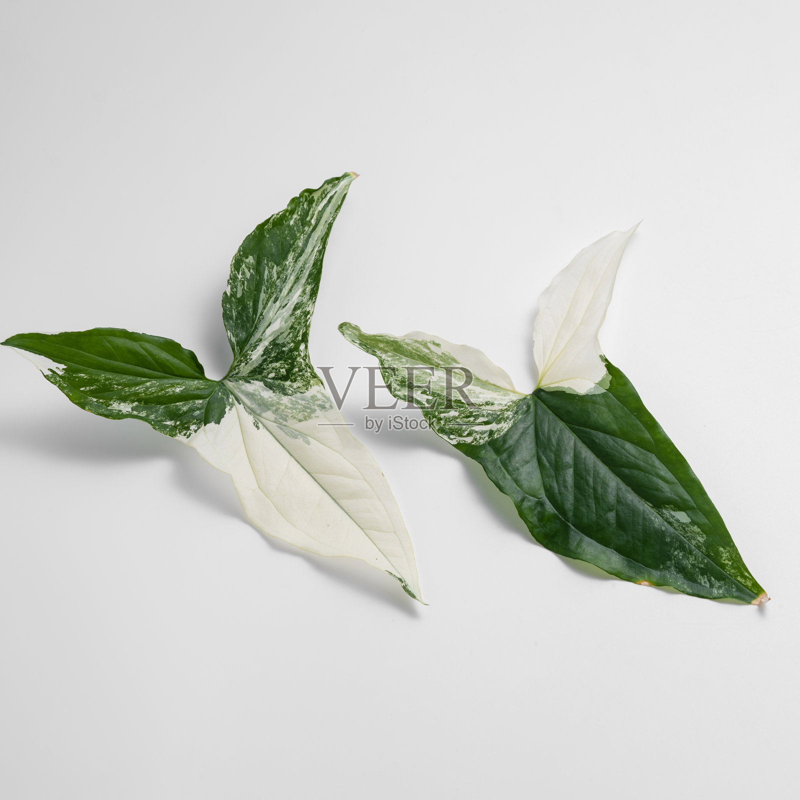 白色背景下的Syngonium Albo变异叶子特写。非常适合用于自然主题内容、植物护理视觉和环保生活方式图像。照片摄影图片