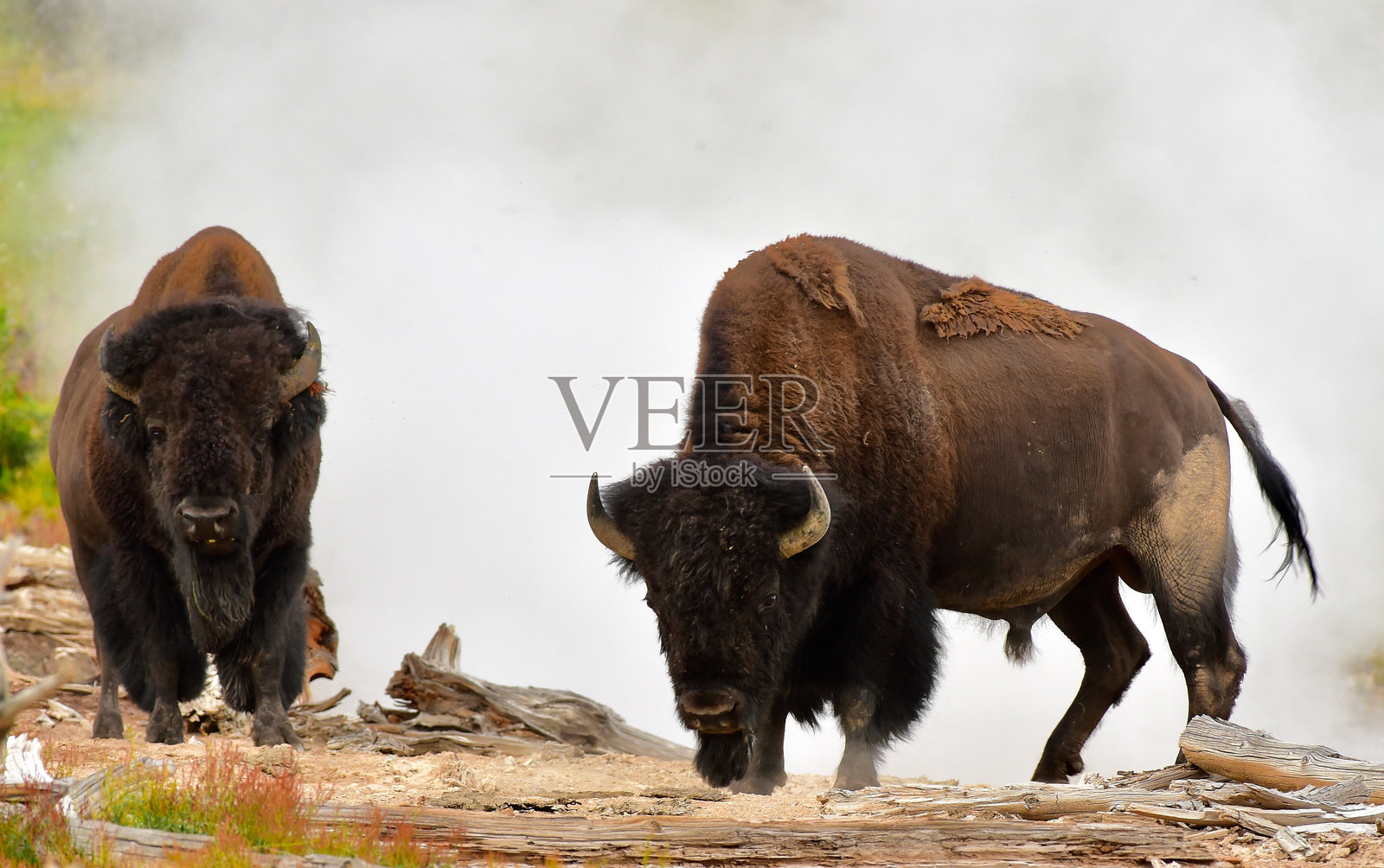 野牛照片摄影图片