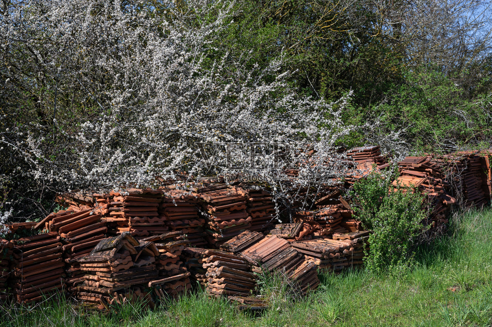 屋顶瓦片照片摄影图片